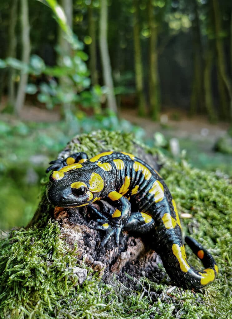 Feuersalamander mit gelb-schwarzer Färbung auf moosbedecktem Waldboden im Naturpark Spessart
